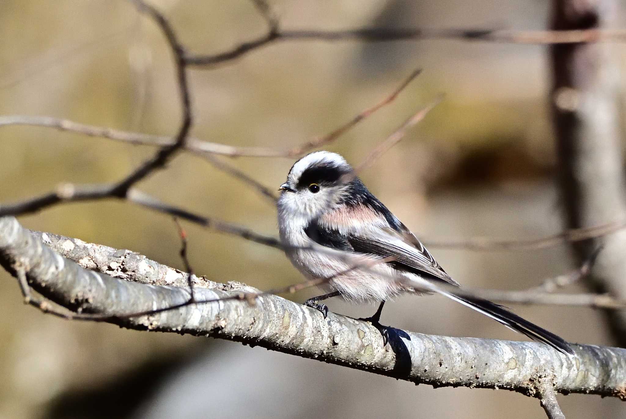 Long-tailed Tit