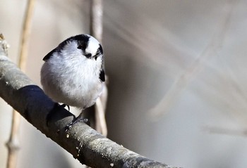 2020年12月19日(土) 南アルプス邑野鳥公園の野鳥観察記録