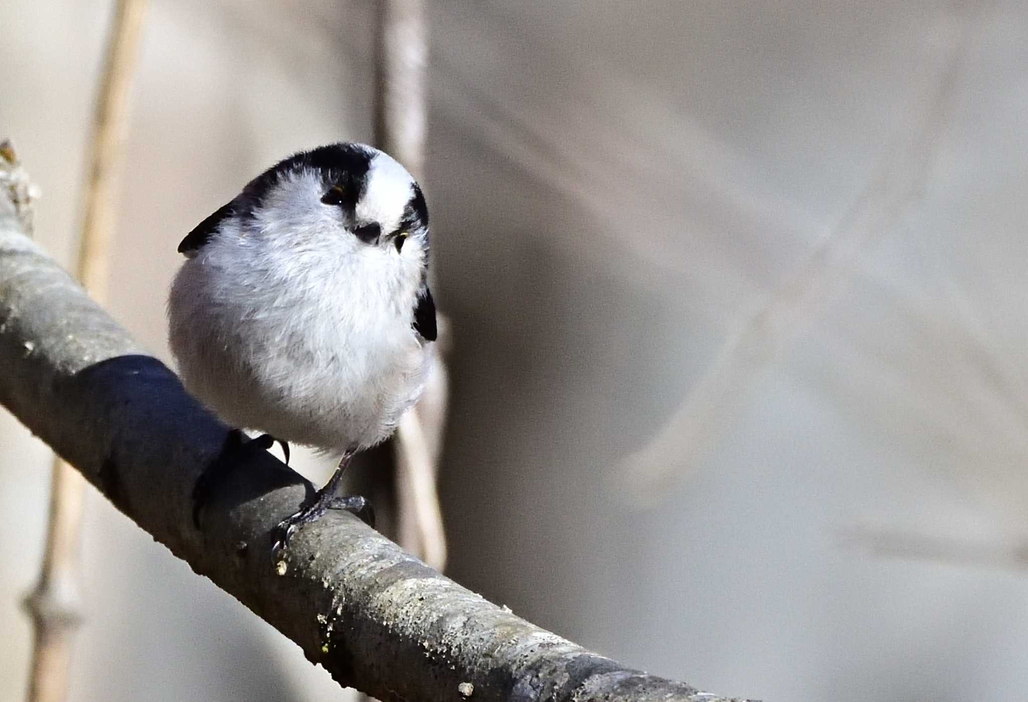 Long-tailed Tit