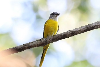 Grey-chinned Minivet タイポカウ Fri, 11/4/2016