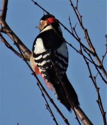 1970年1月1日(木) 羽生水郷公園の野鳥観察記録