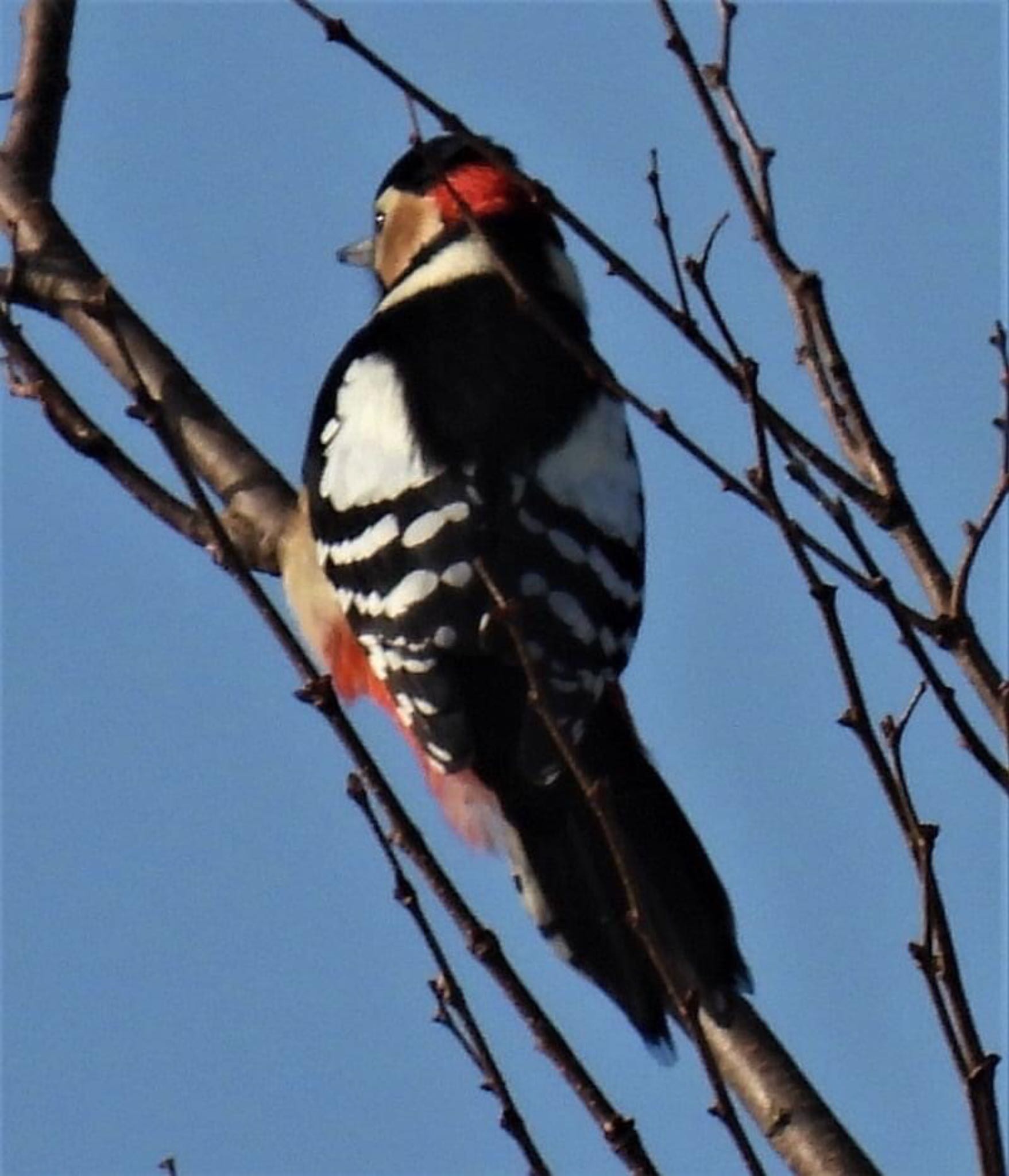 Great Spotted Woodpecker