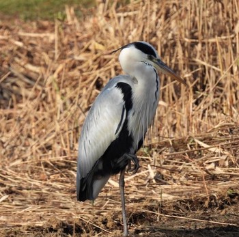 Grey Heron 羽生水郷公園 Unknown Date