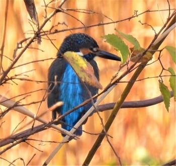 カワセミ 羽生水郷公園 2020年12月11日(金)