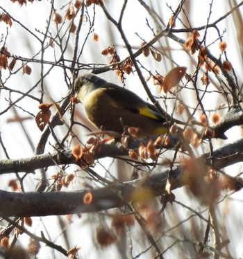 カワラヒワ 羽生水郷公園 2020年12月11日(金)