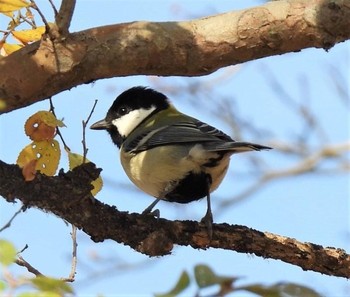 Japanese Tit 羽生水郷公園 Fri, 12/11/2020