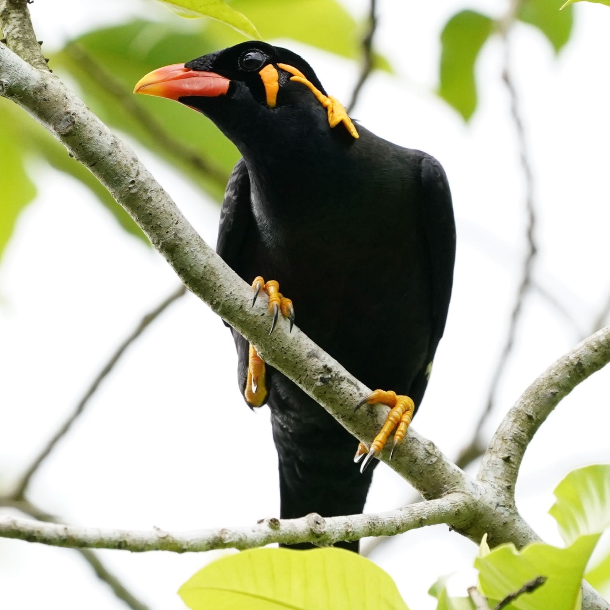 Photo of Common Hill Myna at Singapore Botanic Gardens by T K