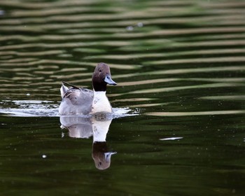 Northern Pintail 埼玉県 Thu, 11/10/2016