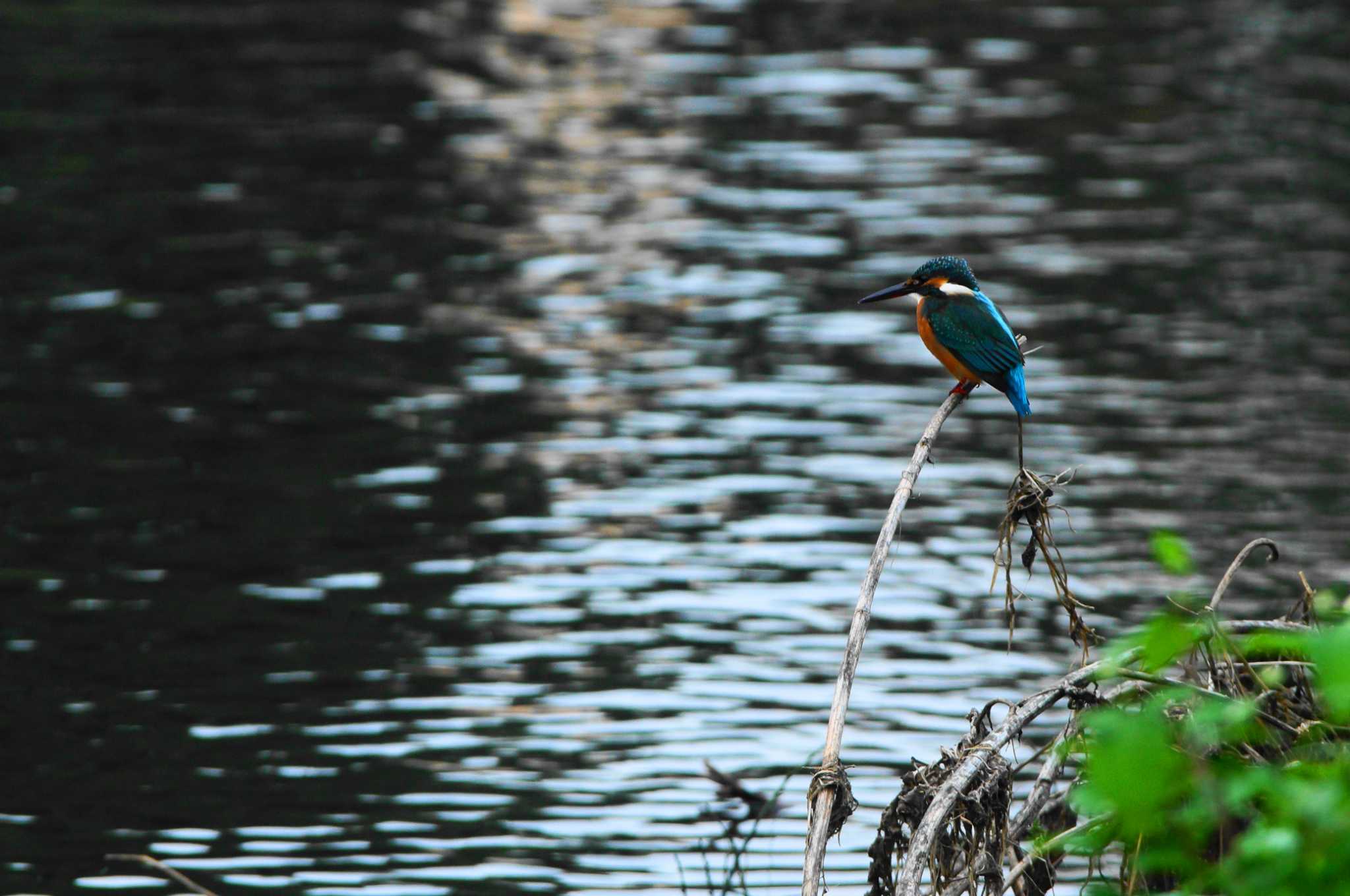 Photo of Common Kingfisher at Nogawa by bea