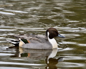 Northern Pintail 埼玉県 Thu, 11/10/2016