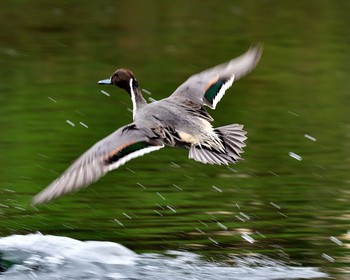 Northern Pintail 埼玉県 Thu, 11/10/2016