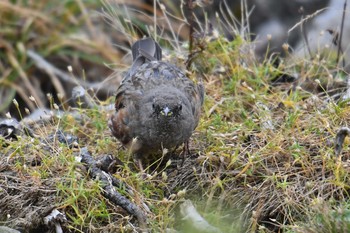 Sun, 9/20/2020 Birding report at 乗鞍岳