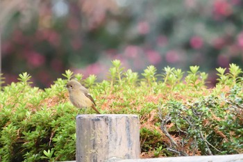 ジョウビタキ 場所が不明 2020年12月19日(土)