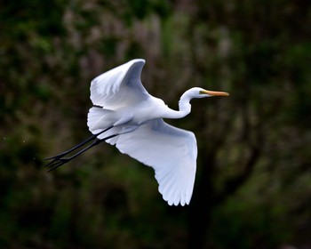 Medium Egret 埼玉県 Thu, 11/10/2016