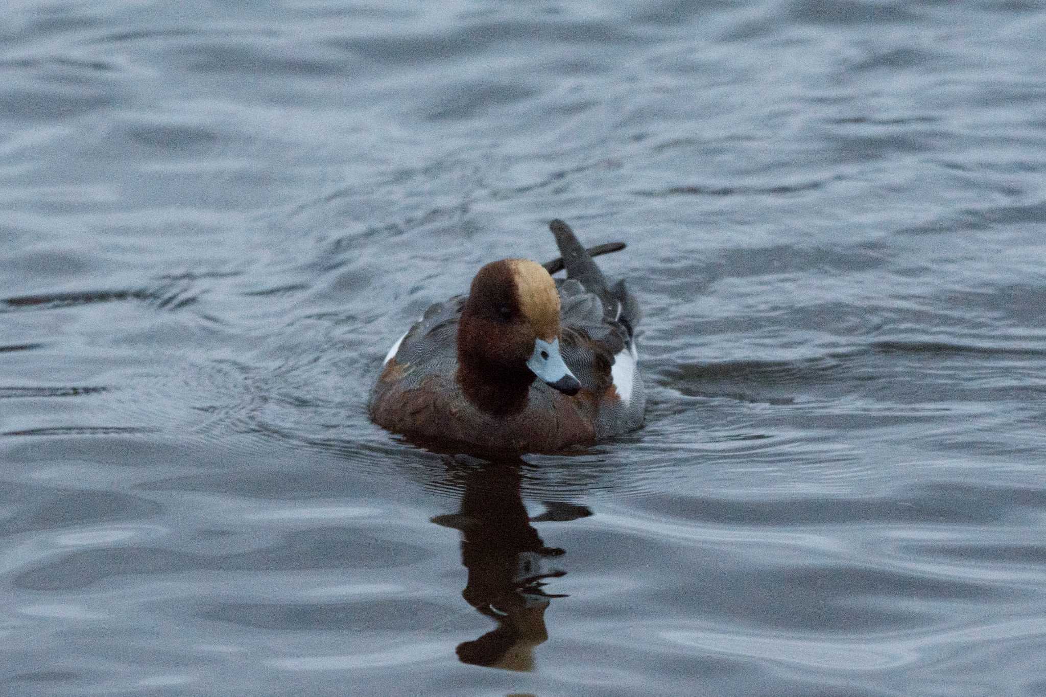 Photo of Eurasian Wigeon at  by エナガ好き