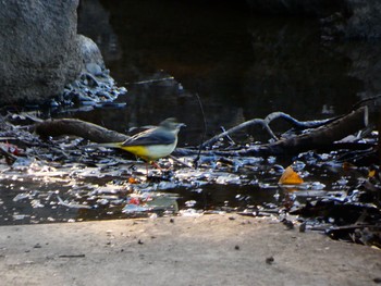 Grey Wagtail Shinjuku Gyoen National Garden Sun, 12/20/2020