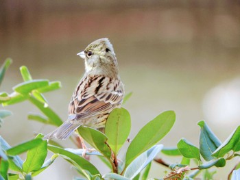 Masked Bunting 鎌ヶ谷市 Sun, 12/20/2020