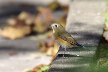 Red-flanked Bluetail 伊豆諸島北部 Sun, 12/20/2020