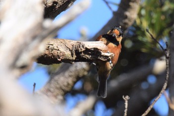 Varied Tit(namiyei) 伊豆諸島北部 Sun, 12/20/2020