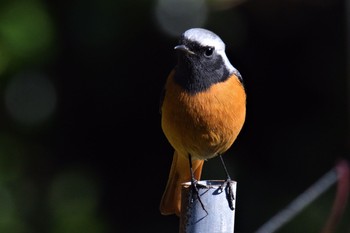 2020年12月20日(日) 伊豆諸島北部の野鳥観察記録