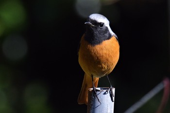 Daurian Redstart 伊豆諸島北部 Sun, 12/20/2020