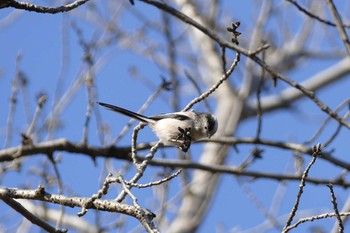 Long-tailed Tit 彩湖 Sun, 12/20/2020