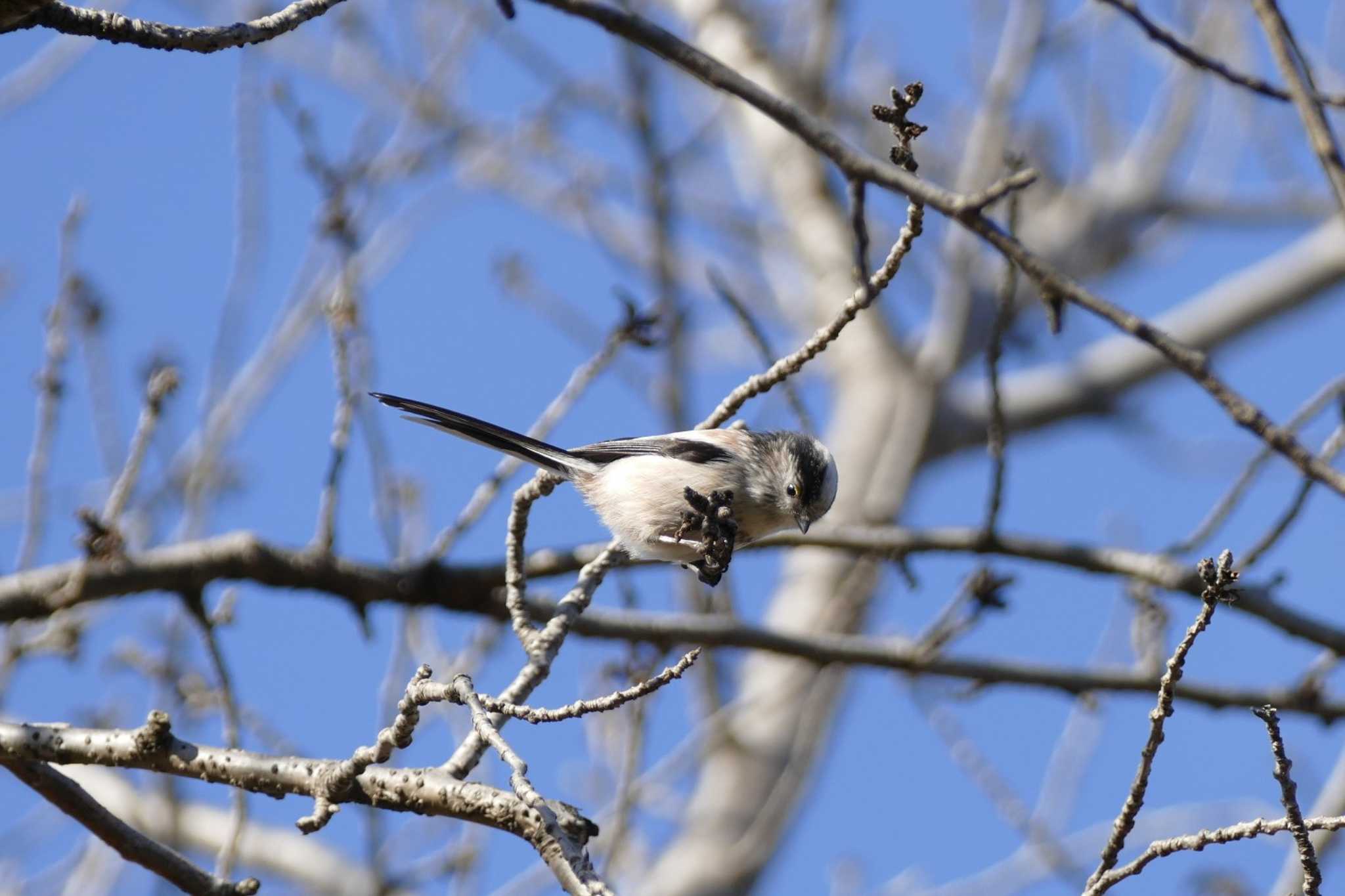 Photo of Long-tailed Tit at 彩湖 by アカウント5509