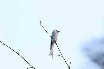 2016年11月6日(日) タイポカウの野鳥観察記録