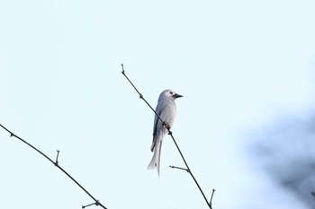 Ashy Drongo タイポカウ Sun, 11/6/2016