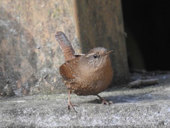 2020年12月20日(日) 座間谷戸山公園の野鳥観察記録