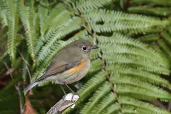 Red-flanked Bluetail 油山市民の森 Sun, 12/20/2020