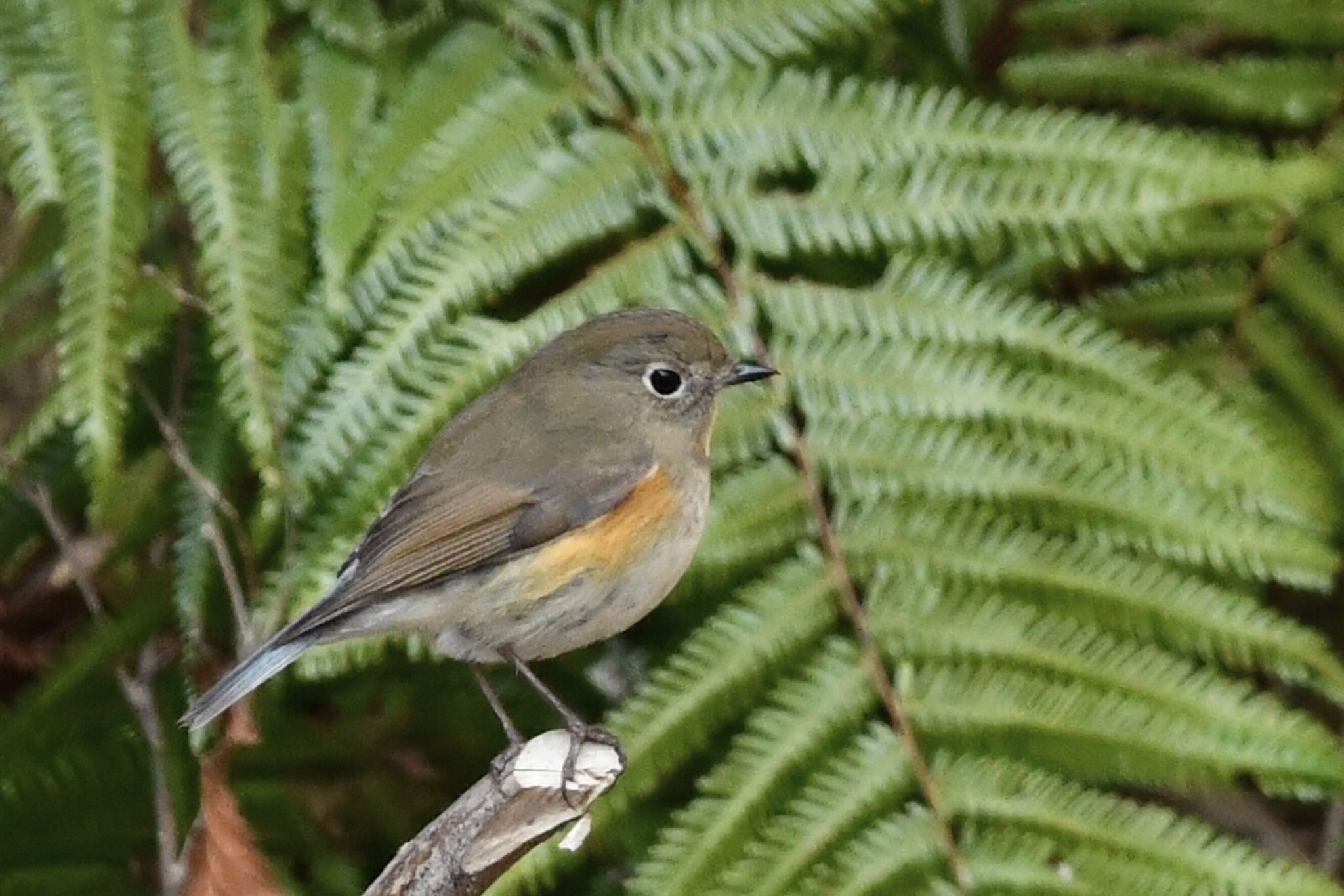 Photo of Red-flanked Bluetail at 油山市民の森 by にょろちょろ