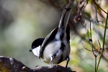 Japanese Tit 油山市民の森 Sun, 12/20/2020