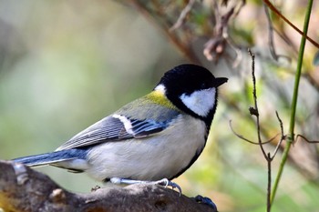 Japanese Tit 油山市民の森 Sun, 12/20/2020