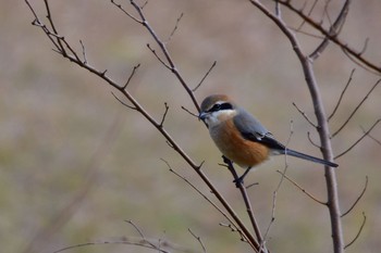 Bull-headed Shrike 油山市民の森 Sun, 12/20/2020