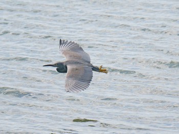 Sun, 12/20/2020 Birding report at 兵庫県姫路市