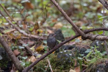 Grey Bunting Unknown Spots Thu, 11/10/2016