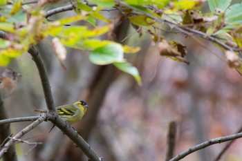 Eurasian Siskin Unknown Spots Thu, 11/10/2016