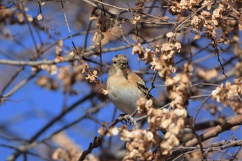 2020年12月23日(水) 渡良瀬遊水地の野鳥観察記録