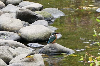 Common Kingfisher Asaba Biotope Thu, 11/10/2016