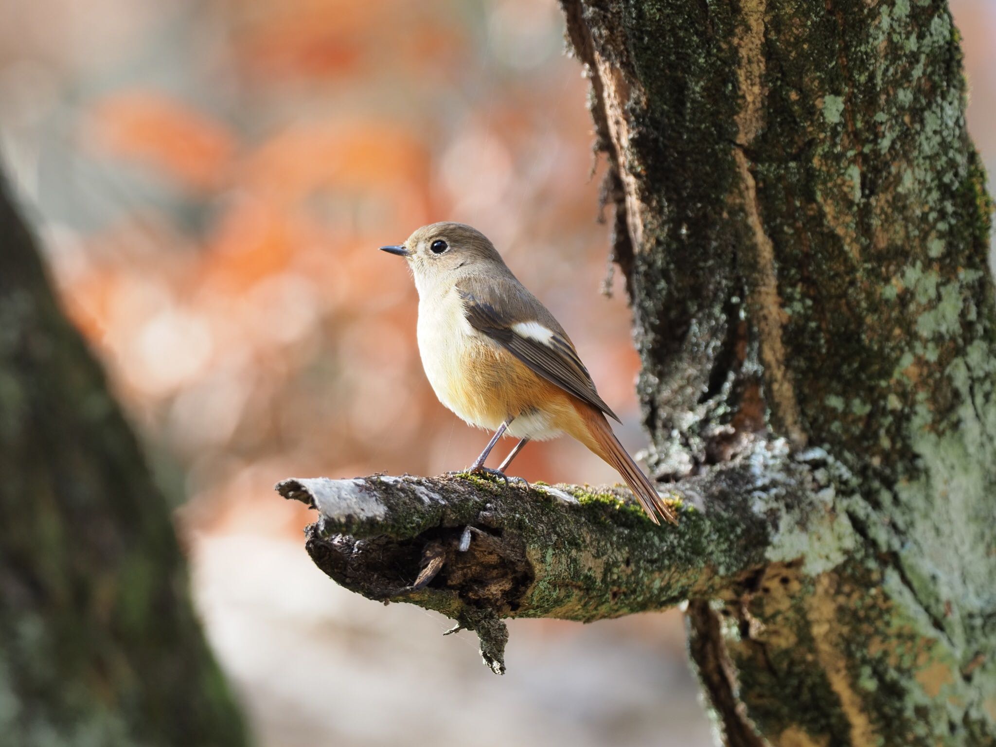 甲山森林公園 ジョウビタキの写真