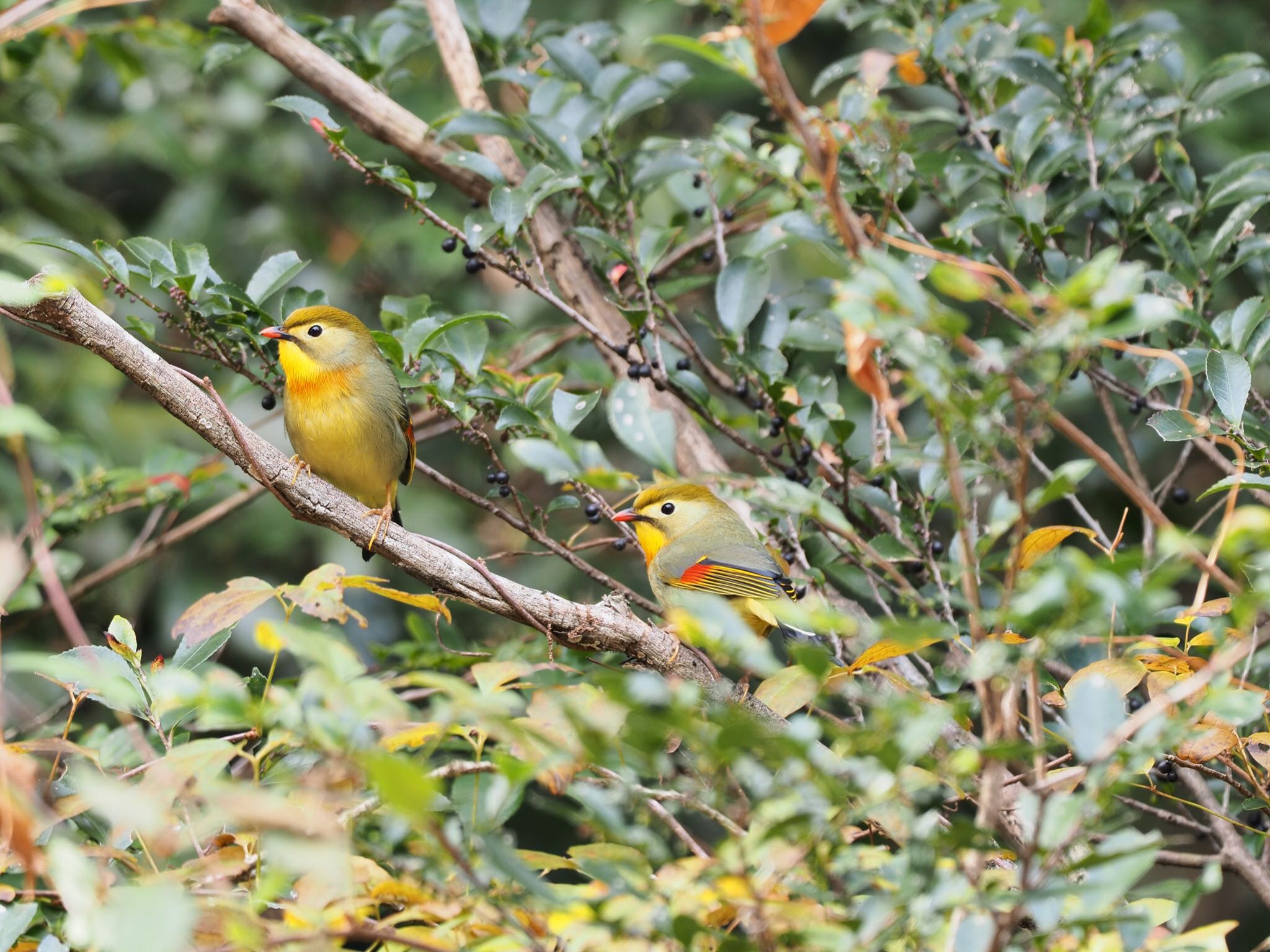 甲山森林公園 ソウシチョウの写真