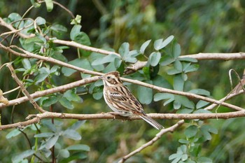 Rustic Bunting Asaba Biotope Thu, 11/10/2016