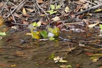 Warbling White-eye Asaba Biotope Thu, 11/10/2016