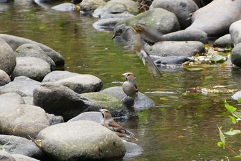 Hawfinch Asaba Biotope Thu, 11/10/2016