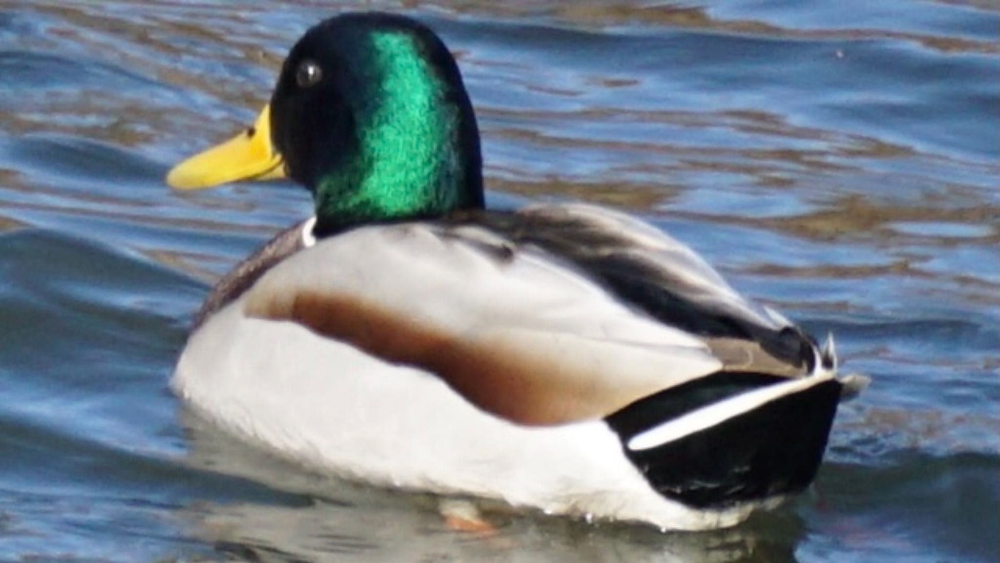 芝川第一調節池(芝川貯水池) マガモの写真