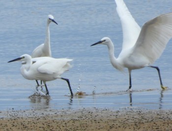 Sun, 12/20/2020 Birding report at 金武町マングローブ