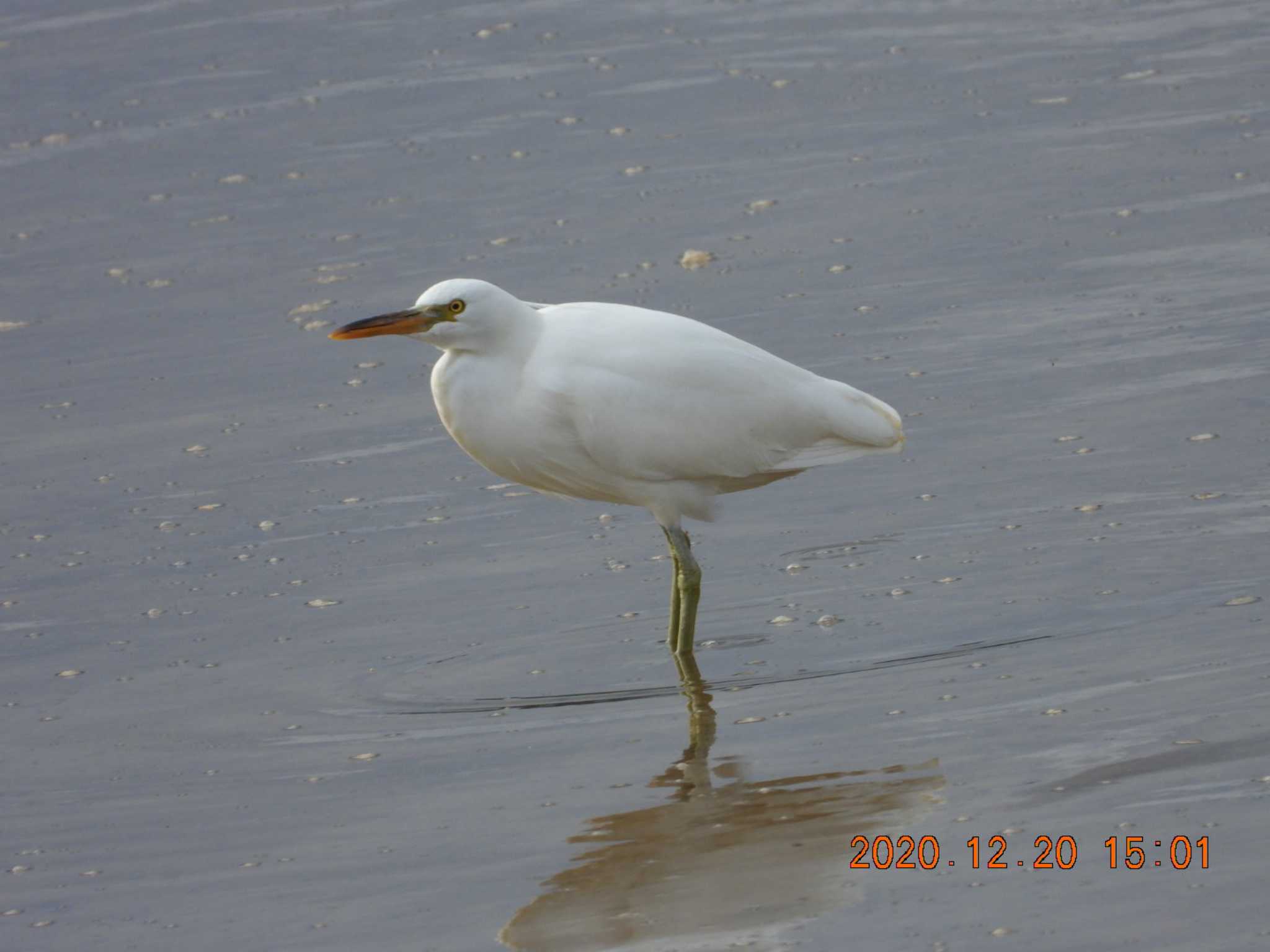 Pacific Reef Heron