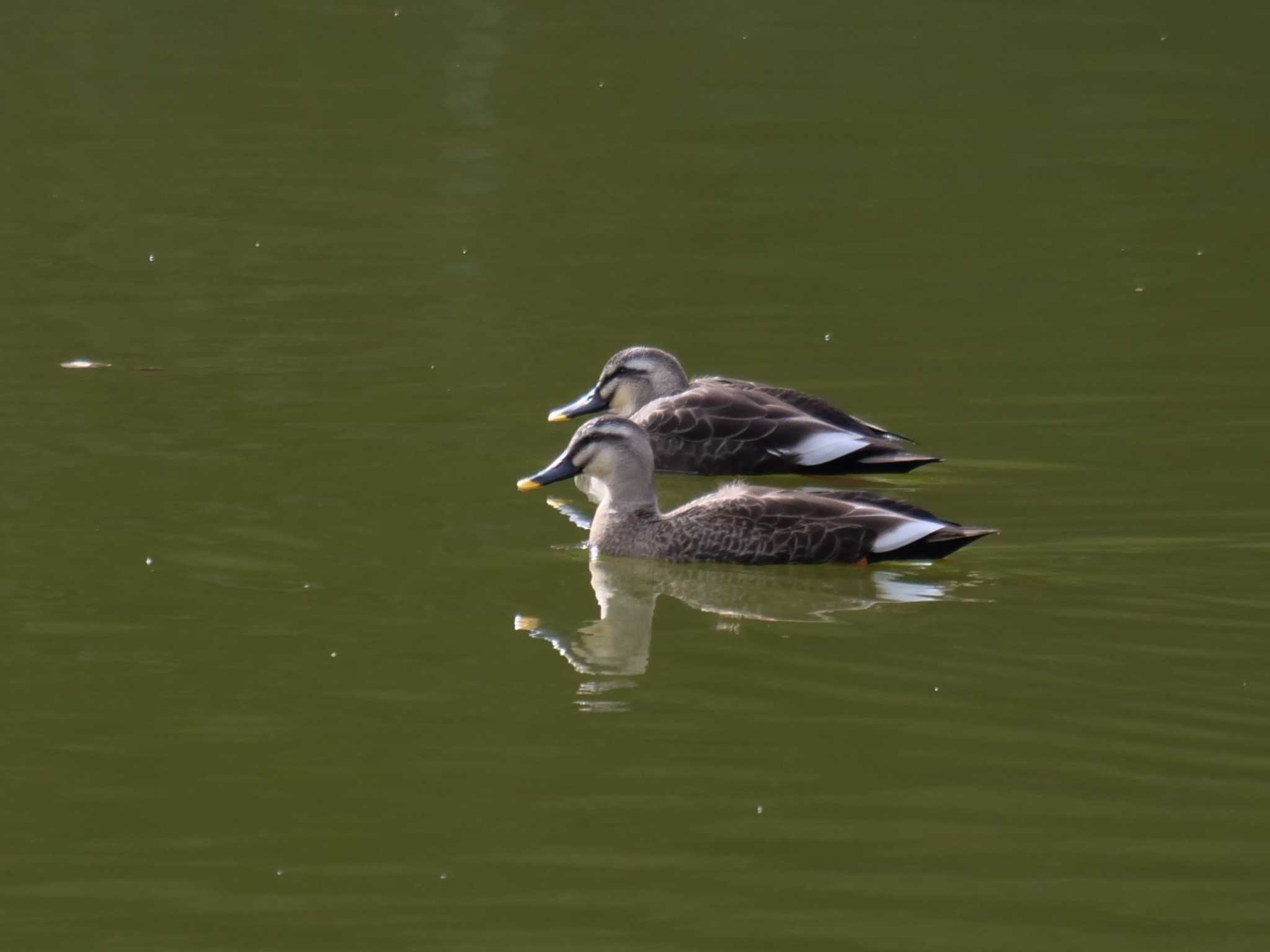 Eastern Spot-billed Duck