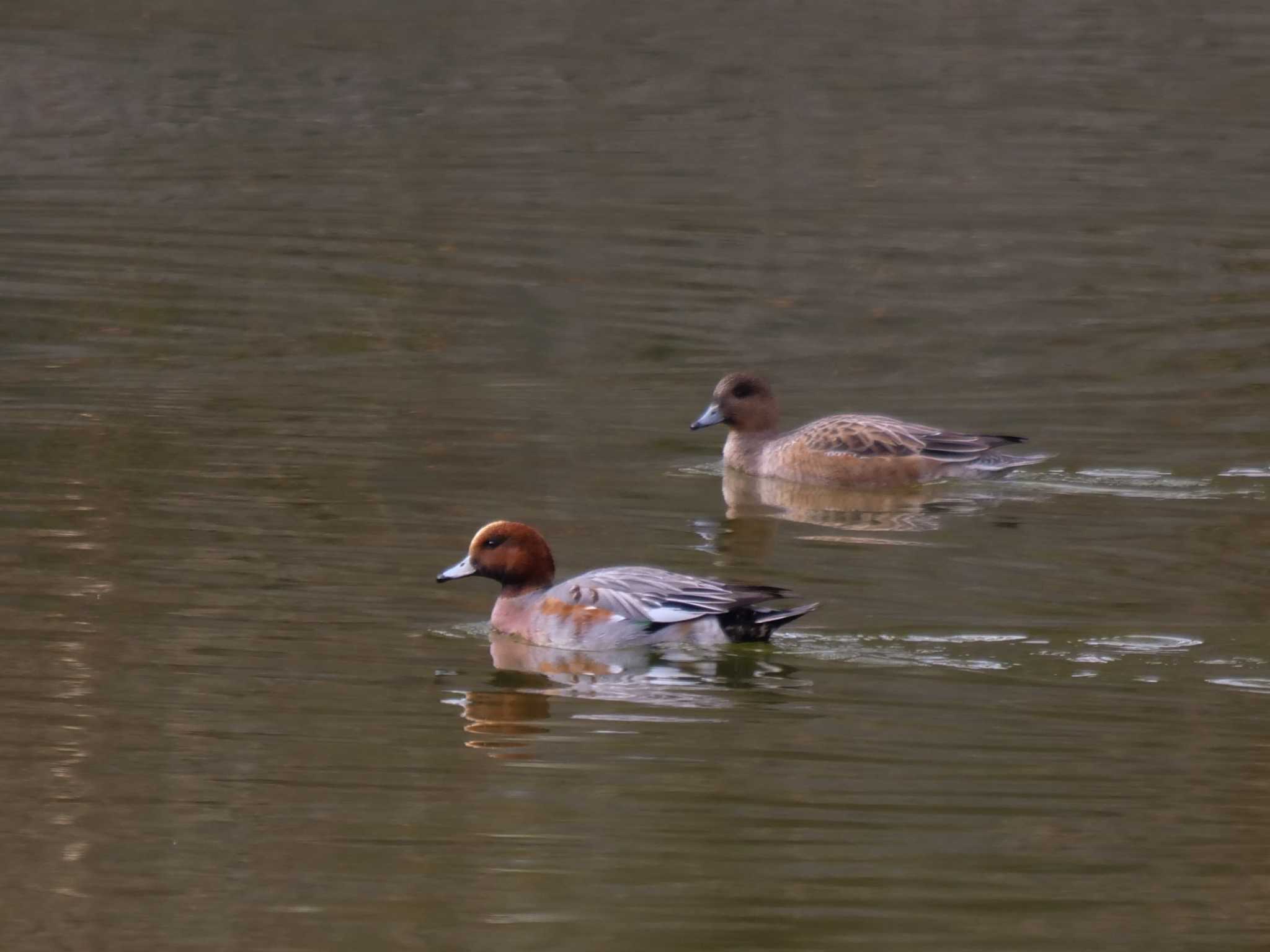 Eurasian Wigeon